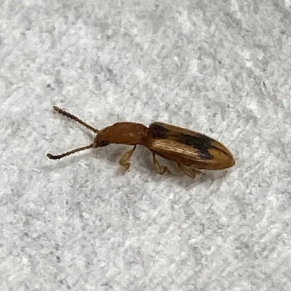 Top-down view of a flat grain beetle on a gray surface showing its elongated reddish-brown body and long antennae