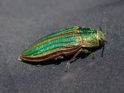 Metallic wood-boring beetle with iridescent green and copper striped wing covers, the adult form of a flat-headed borer