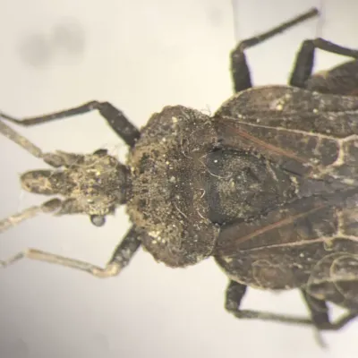 Top-down close-up of a flat bug showing its textured, flattened brown body and extended abdominal margins
