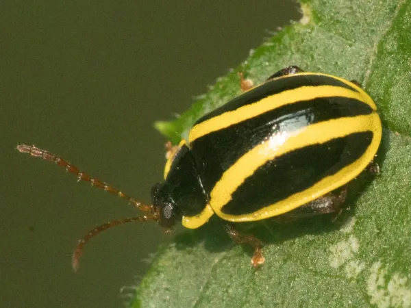 Top-down view of a striped flea beetle with yellow and black markings resting on a green leaf