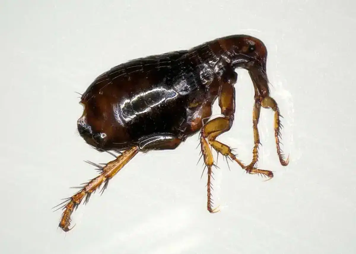 Macro view of flea body showing features adapted for animal fur