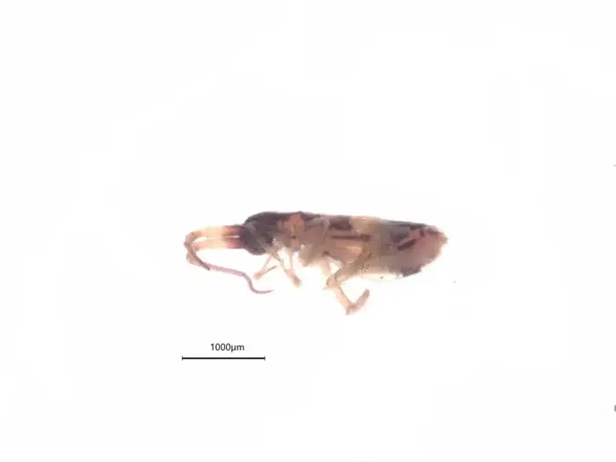 Flea close-up showing dark coloration and laterally flattened body