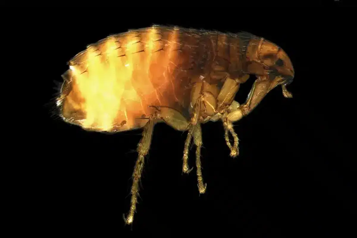 Close-up view of an adult flea showing its distinctive features