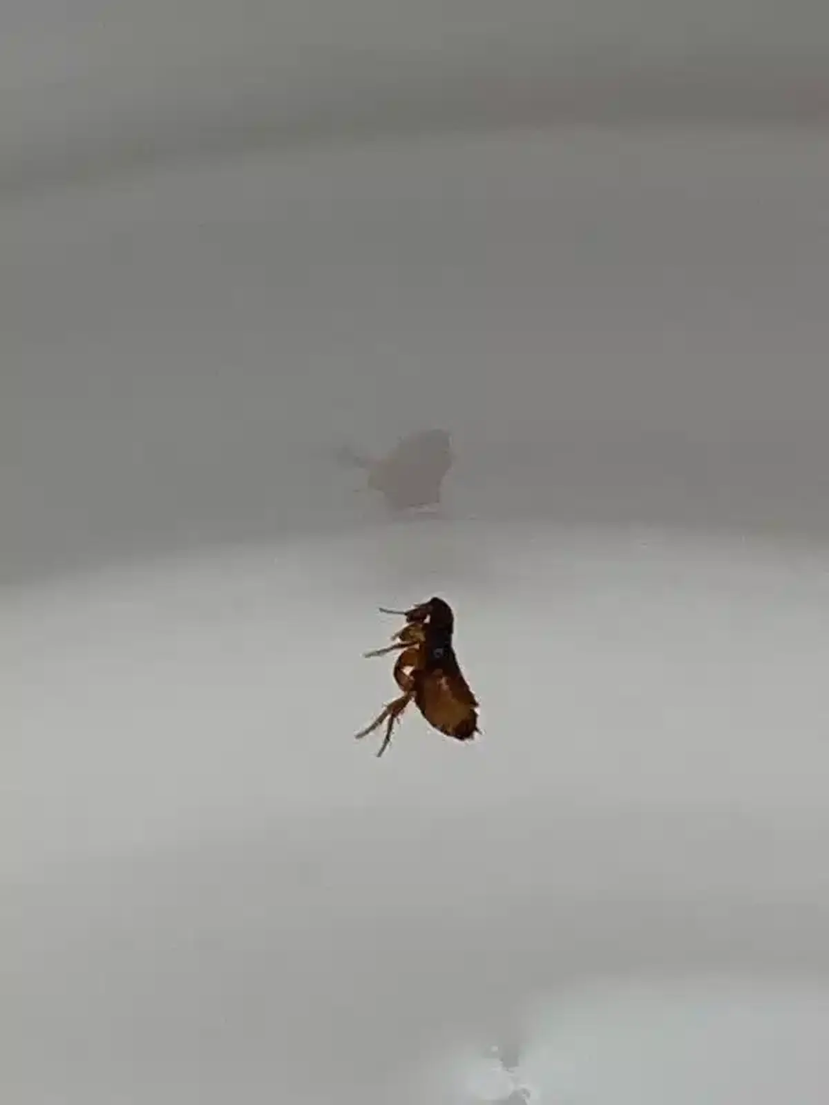 Flea during inspection process