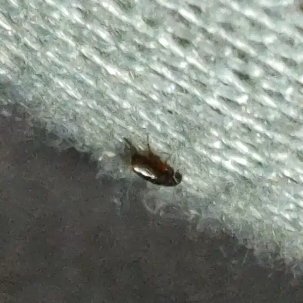 How to Get Rid of Fleas in House: DIY & Pro Solutions