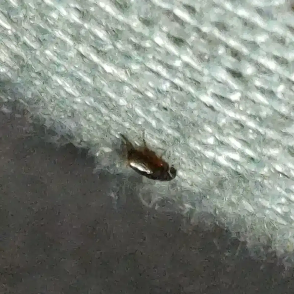 Flea clinging to carpet fibers, demonstrating how fleas can hide in textiles