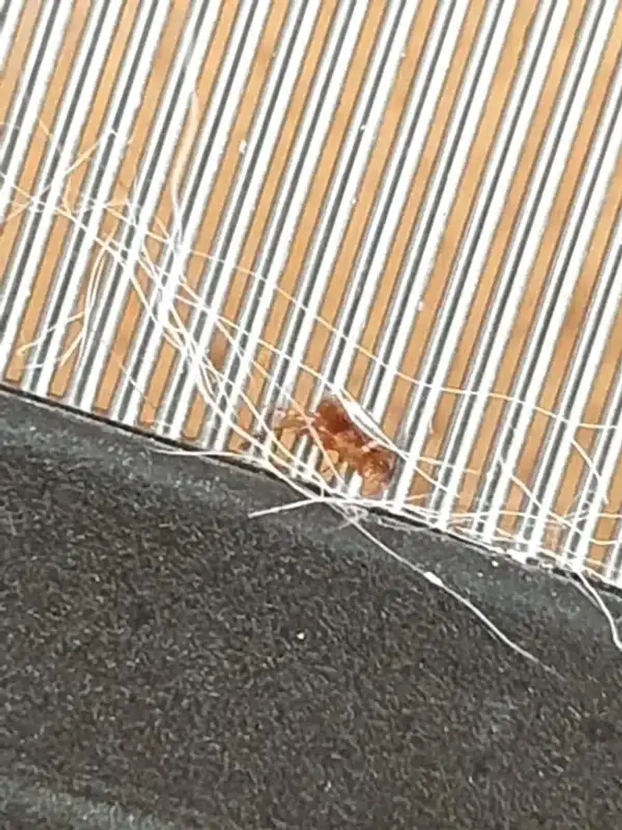 Flea caught in a pet grooming comb