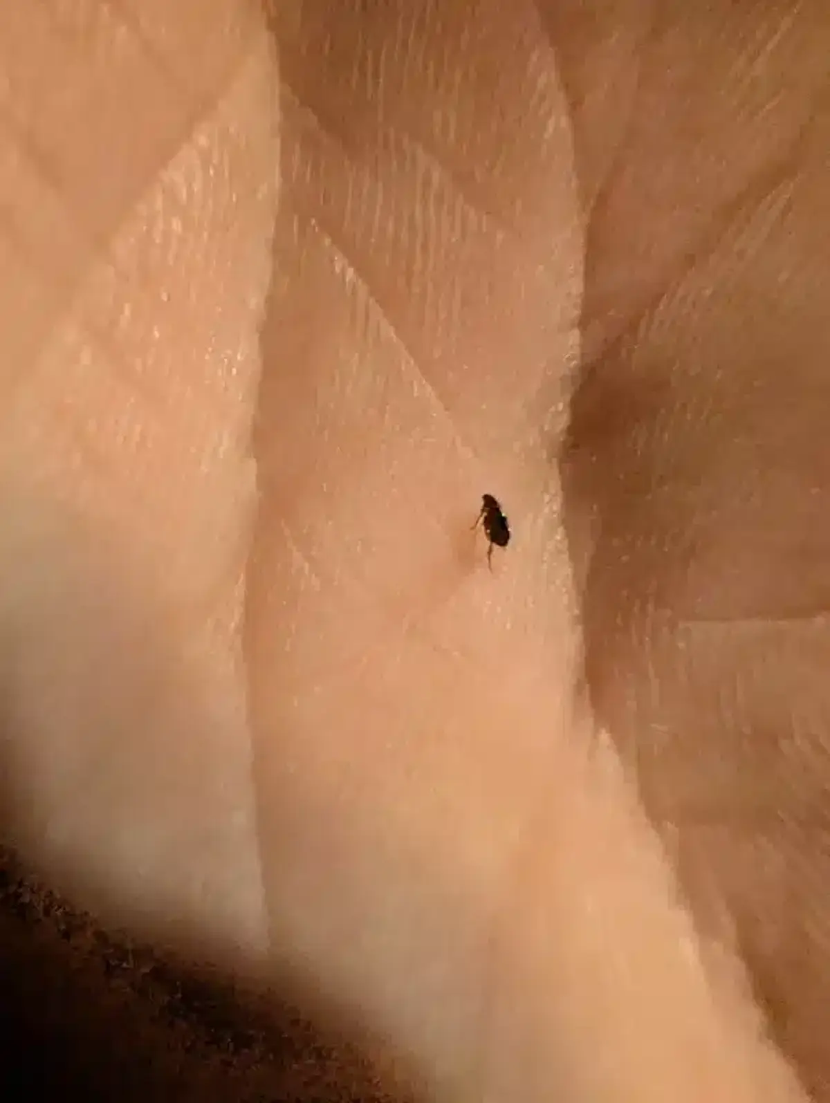 Close-up of a flea on human skin