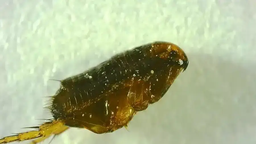 Macro view of flea showing dark coloration and laterally flattened body