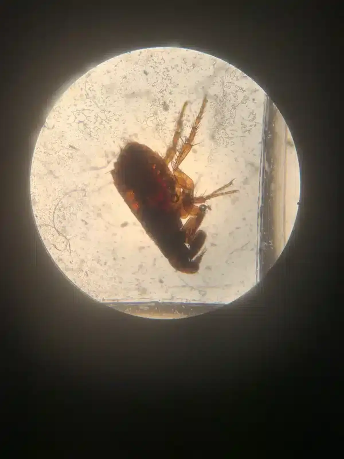 Flea under microscope showing detailed body structure