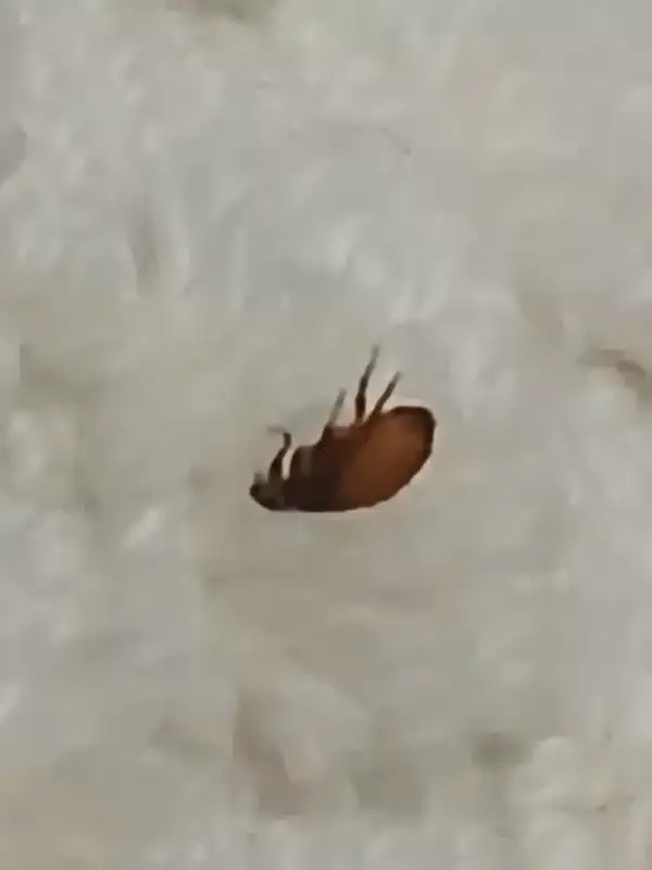 How to Kill Fleas in Carpet: Chemical vs Natural Solutions