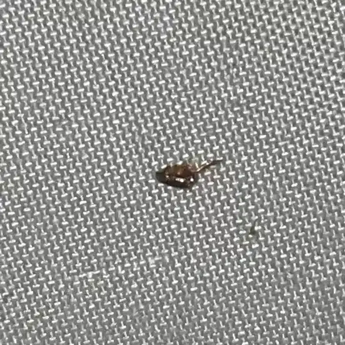 Flea on fabric showing home infestation context