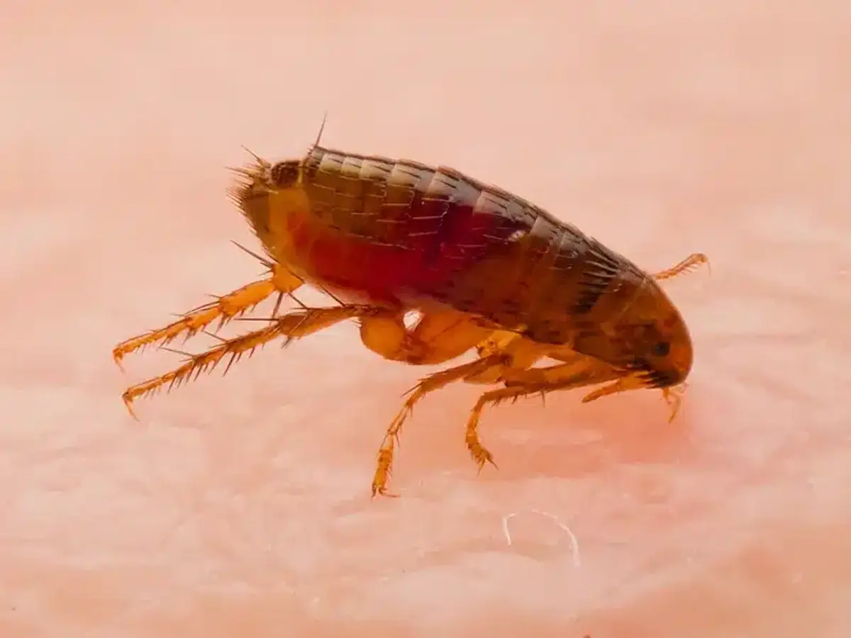 Macro photo of flea on human skin