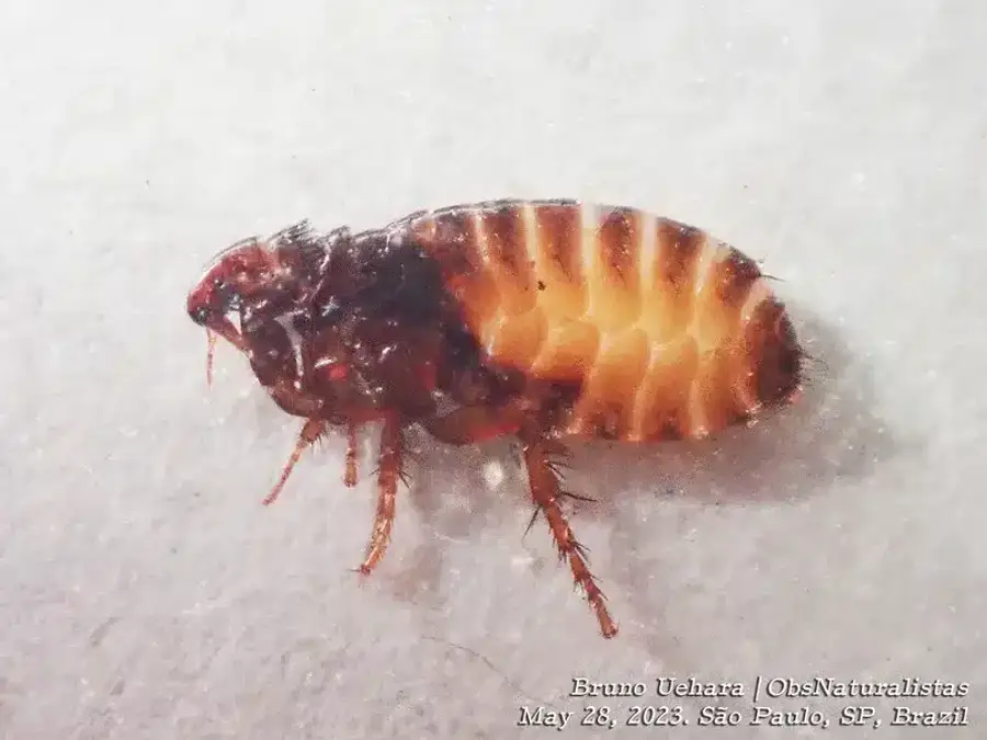 Scientific reference photo of flea with visible body stripes
