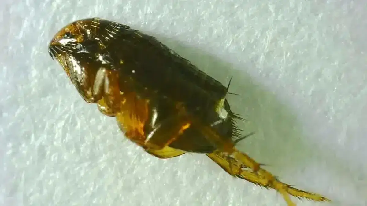 Clear image of a flea viewed laterally, highlighting the characteristic dark, flat body and spiny legs. Use this if you need a professional-quality image for flea identification.