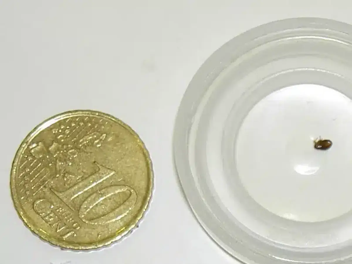 Flea shown next to coin for size comparison