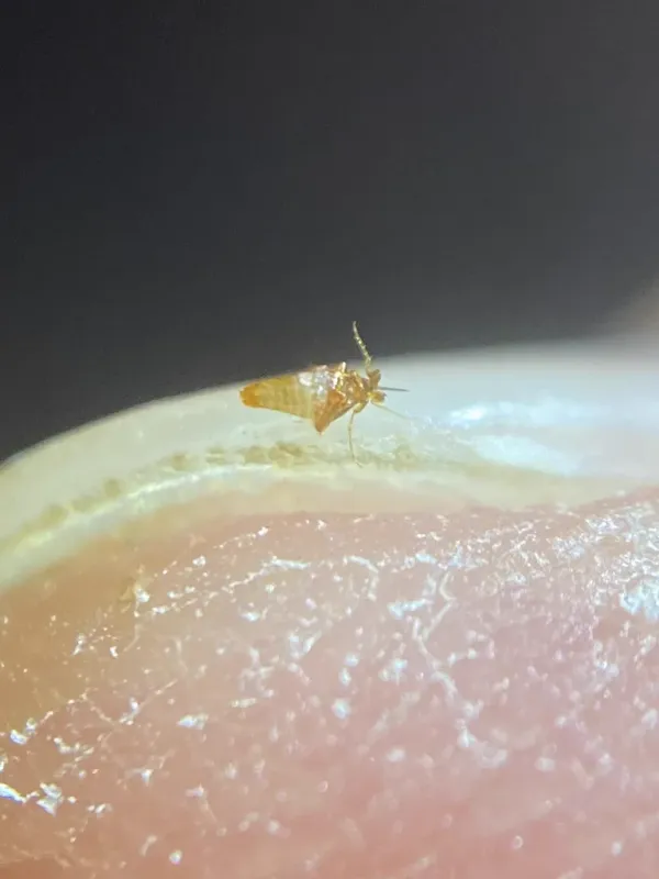 Close-up of a flea showing its distinctive flattened body and powerful hind legs
