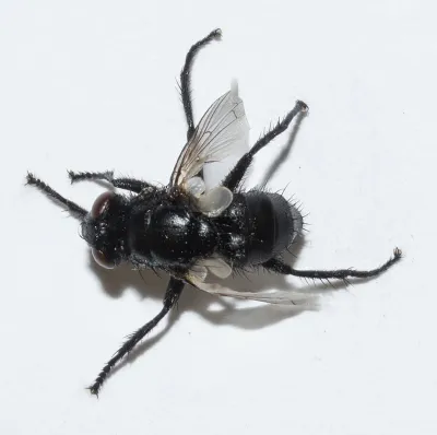 Flesh Flies