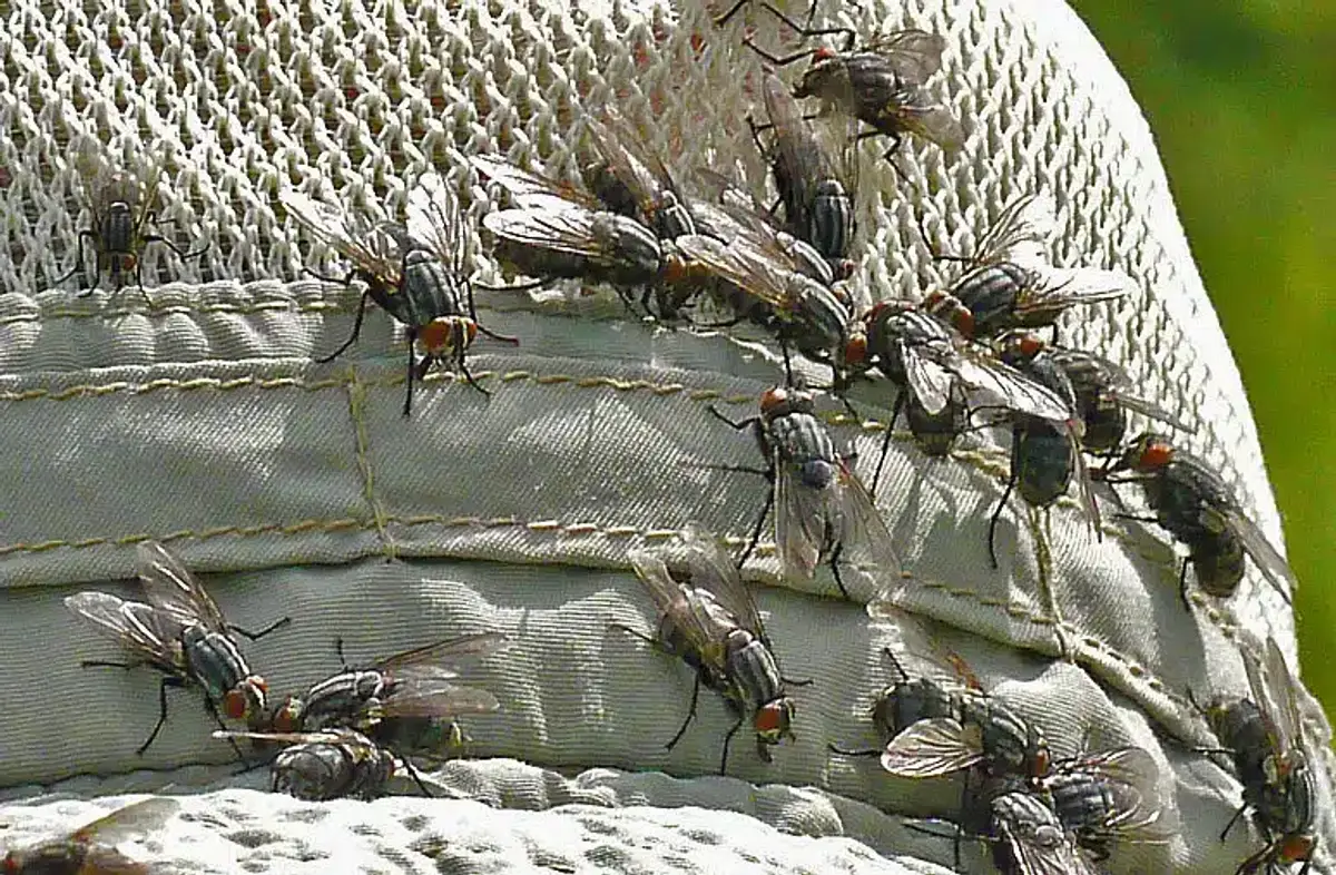 Multiple flesh flies clustered together