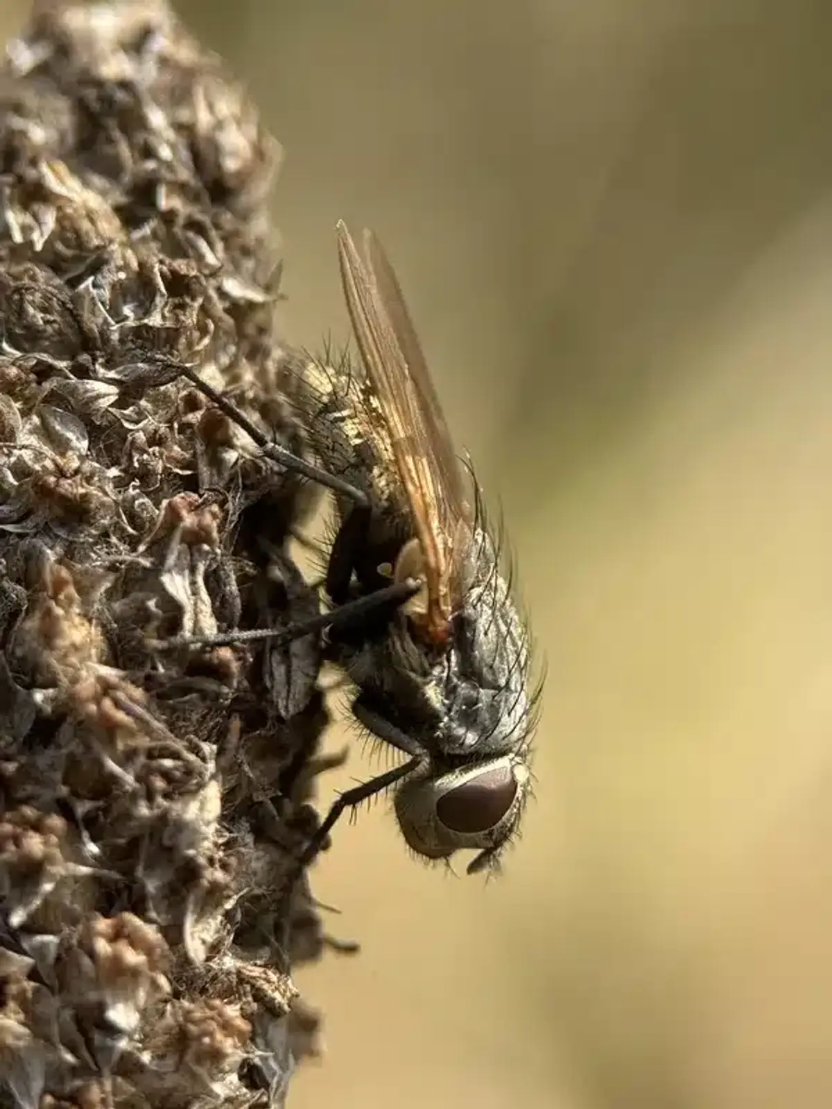 Close-up view of a flesh fly showing detailed body structure and the checkered pattern characteristic of this species
