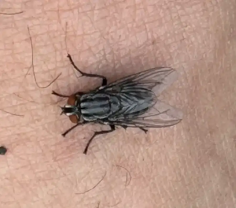 Detailed view of flesh fly showing checkered pattern
