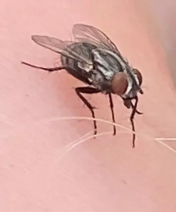 Flesh Fly vs House Fly: How to Identify Each Pest