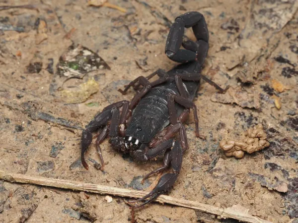 Top-down view of a Florida bark scorpion on dry leaf litter showing its dark brown body and reddish-brown legs