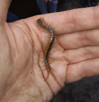Florida blue centipede held in hand showing full body length and blue-gray coloration