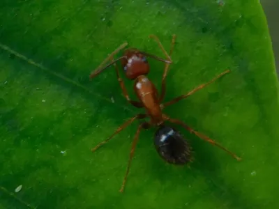 Top-down view of a Florida carpenter ant on a leaf showing its bicolored orange and black body