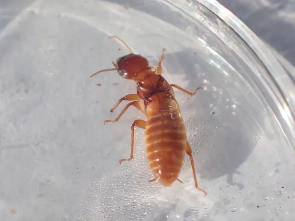 Florida dampwood termite soldier showing reddish-brown head and cream-colored body