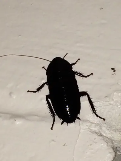 Top-down view of a Florida woods cockroach on white surface showing dark body, legs, and antennae