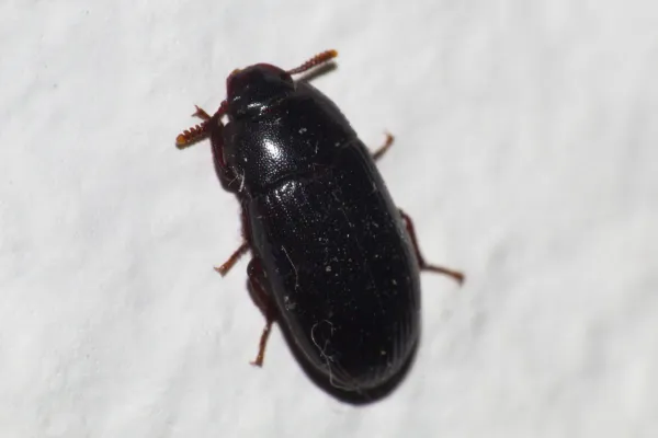 Close-up top view of a flour beetle showing its oval reddish-brown body and antennae