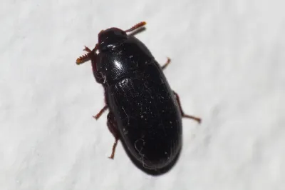 Top-down view of a confused flour beetle showing its reddish-brown oval body and gradually widening antennae