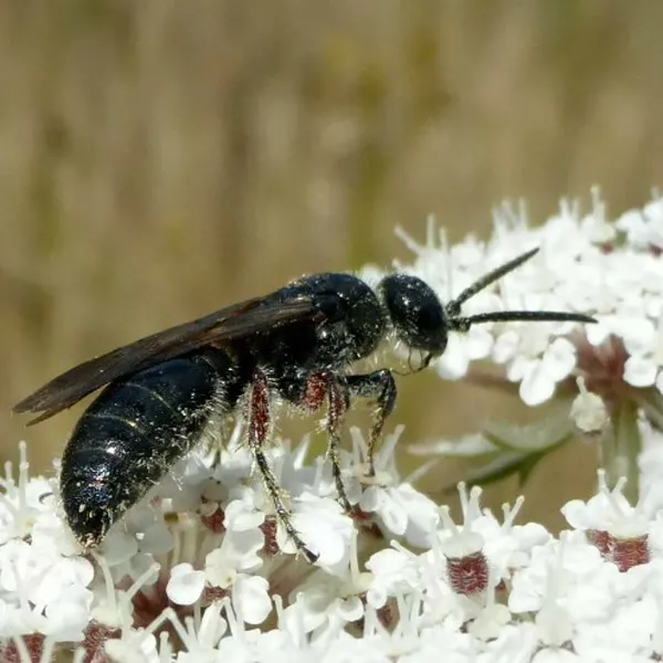 Close-up of a flower wasp feeding on white flower clusters showing its dark body and amber-tinted wings