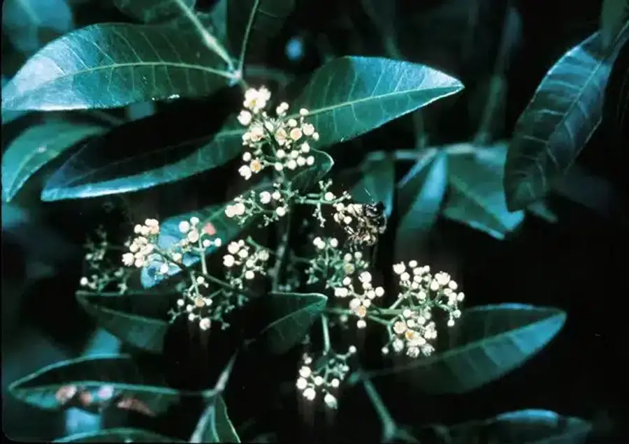 Flowering plant with small white flowers and leaves