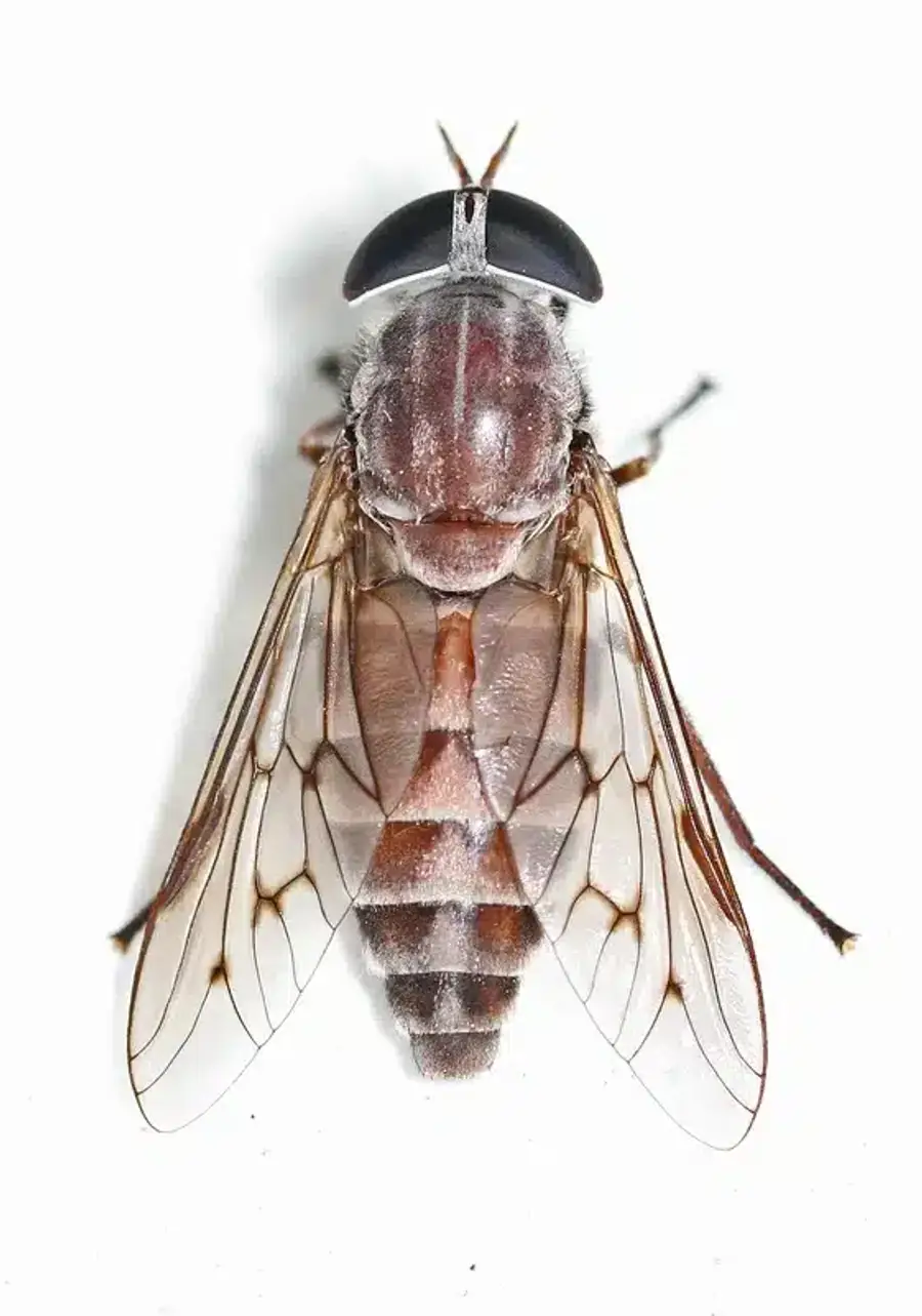 Close-up of a fly on a white surface