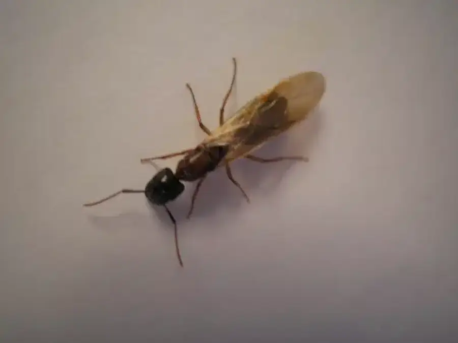 A flying ant with wings