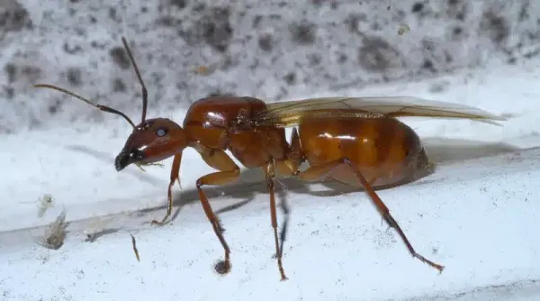 Carpenter Ant With Wings: How They Damage Your Home