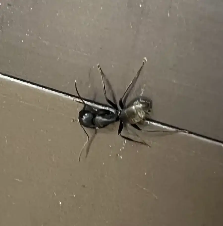 Close-up of a carpenter ant swarmer indoors