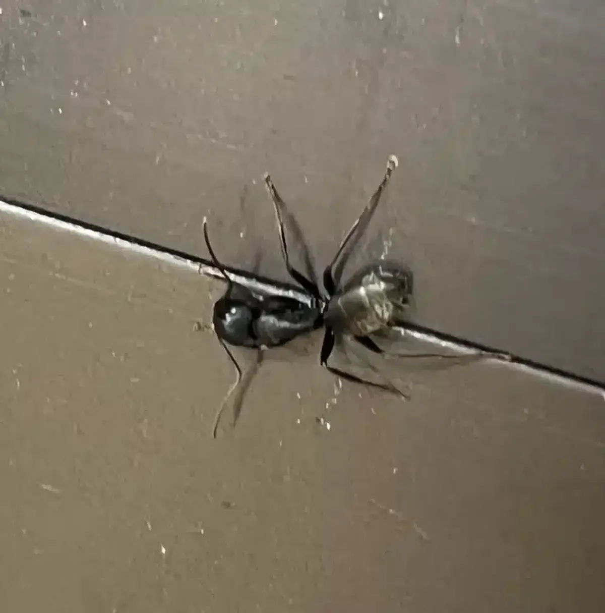 Close-up of a winged carpenter ant during nuptial flight season