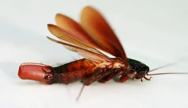 Flying Cockroach: Effective Treatments to Eliminate Them