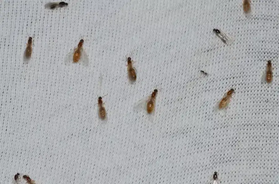Group of flying termites on fabric
