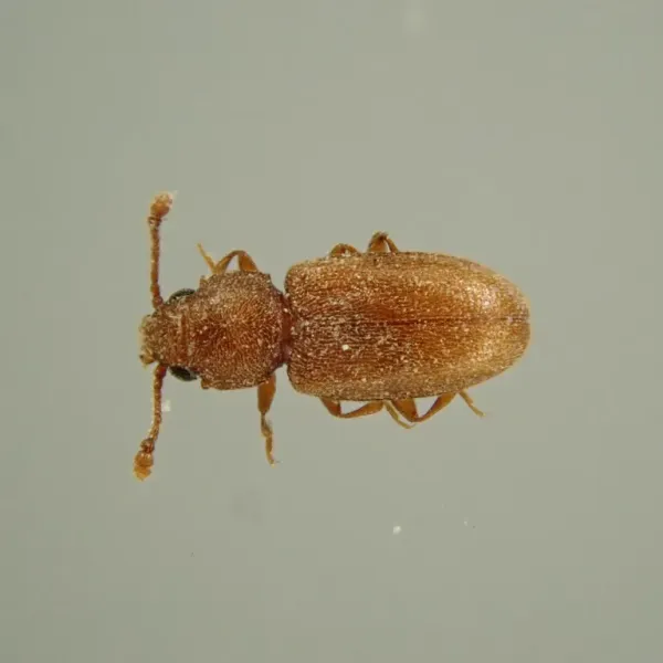 Top-down view of a foreign grain beetle showing its reddish-brown oblong body and clubbed antennae
