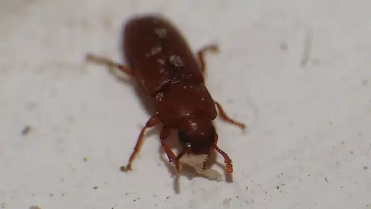 Foreign grain beetle found in typical indoor home environment