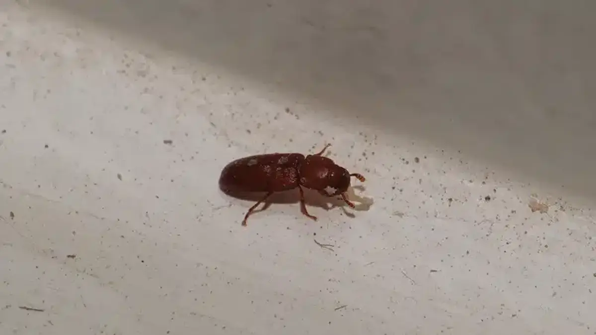 Foreign grain beetle detected on a windowsill during home monitoring