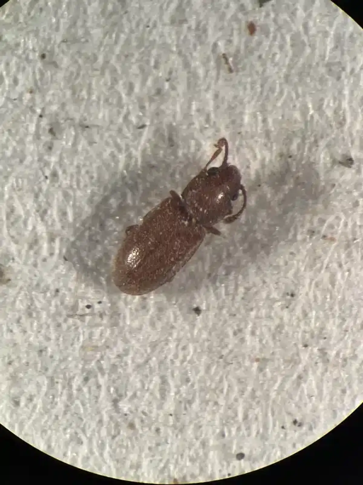 Microscopic view showing the tiny size of foreign grain beetles