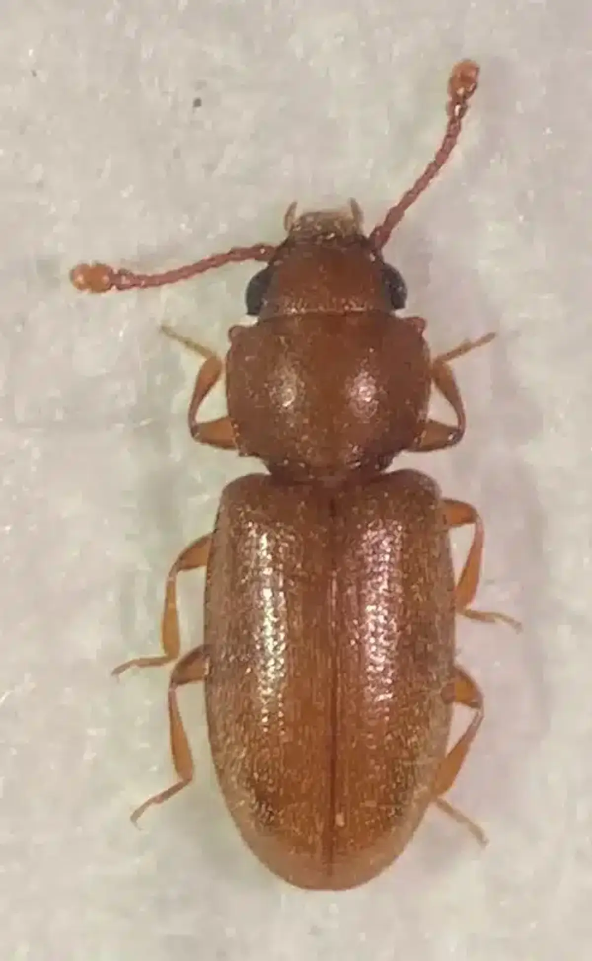 Professional identification photo of a foreign grain beetle showing clubbed antennae and reddish-brown coloration