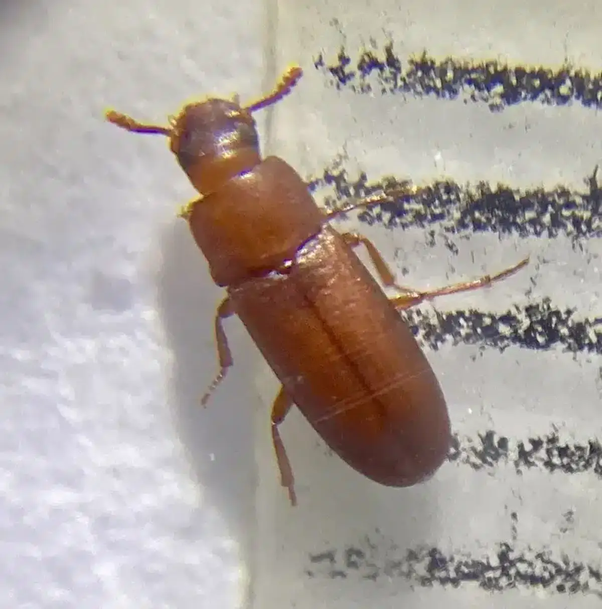 Foreign grain beetle shown next to text for size comparison