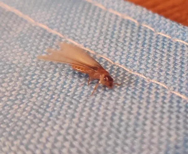 Formosan termite swarmer with wings spread on blue fabric showing yellowish-brown coloring
