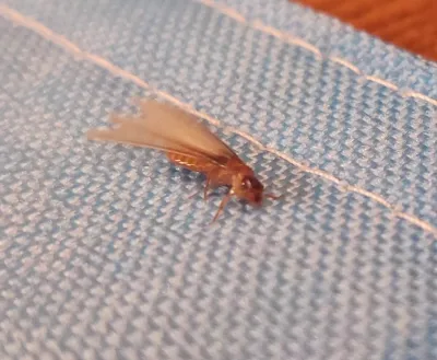 Formosan termite swarmer with wings spread on blue fabric showing yellowish-brown coloring